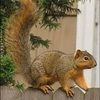 squirrel850